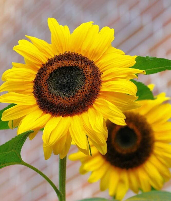 sunflower-flowers-bright-yellow-46216-46216.jpg